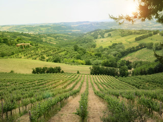 Fototapeta na wymiar виноградники и живописные холмы Италии