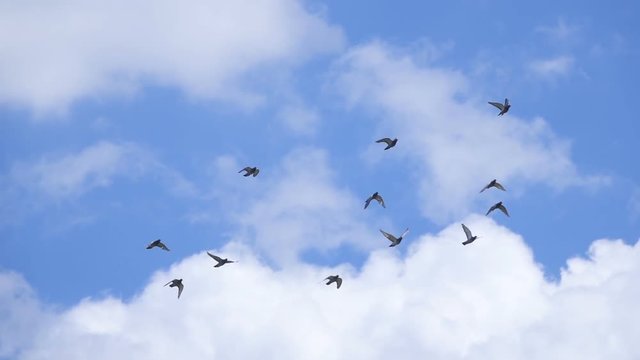 Small flock of pigeons shot in slow motion flying against blue cloudy sky