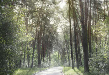 доржка в летнем парке © yulanaom