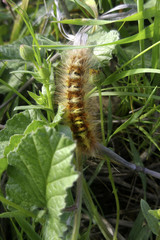 Multi colored shaggy caterpillar in green foliage
