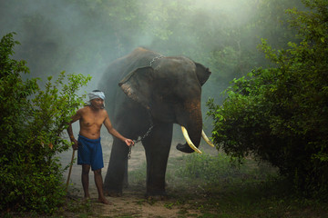 Elephant and Man hometown in the mist raylighting on sunrise ,Surin Thailand,Vintage style