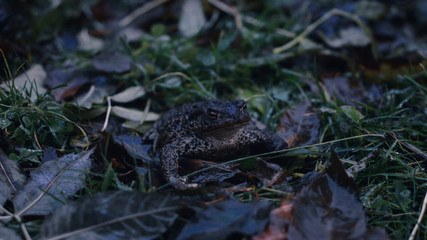Frog