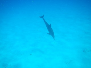 Dolphin / Mnemba Island, Zanzibar Island, Tanzania, Indian Ocean, Africa