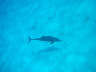 Dolphin / Mnemba Island, Zanzibar Island, Tanzania, Indian Ocean, Africa