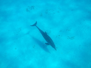 Dolphin / Mnemba Island, Zanzibar Island, Tanzania, Indian Ocean, Africa