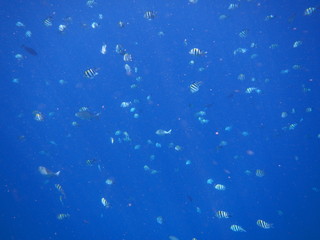 Fototapeta na wymiar Sea Fish, Saltwater Fish / Mnemba Island, Zanzibar Island, Tanzania, Indian Ocean, Africa