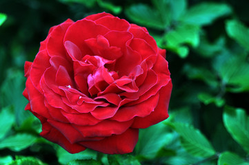 A rose is a woody perennial flowering plant of the genus Rosa, in the family Rosaceae, or the flower it bears. There are over a hundred species and thousands of cultivars.