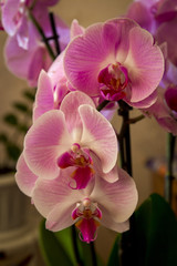 Fototapeta na wymiar Beautiful home made pink orchid