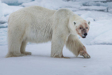 Polar Bear (Ursus maritimus),