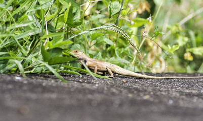 chameleon walked on the road and into the meadow.