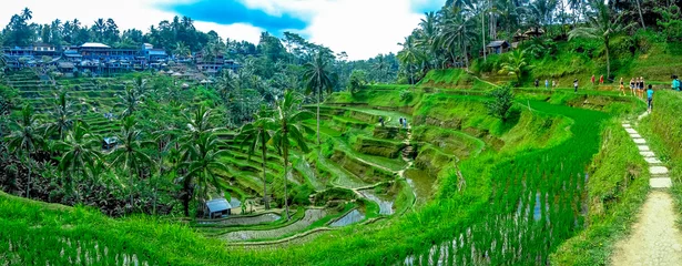 Poster Prachtig landschap met groene rijstterrassen in de buurt van het dorp Tegallalang, Ubud, Bali, Indonesië © Fotos 593