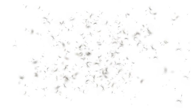 4k Flying dandelion catkins particle background.