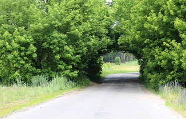 beautiful natural arch, similar to tunnel, over rural road in summer in good weather during journey
