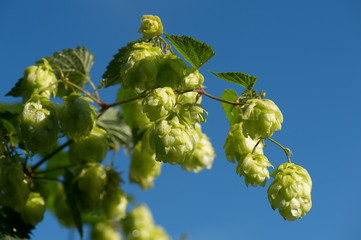 wilde hopplant © twanwiermans