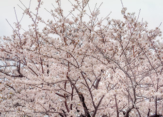 White Sakura full blooming at the season, Okayama, Japan
