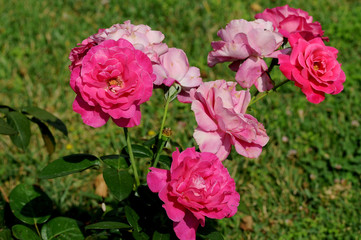 A rose is a woody perennial flowering plant of the genus Rosa, in the family Rosaceae, or the flower it bears. There are over a hundred species and thousands of cultivars.