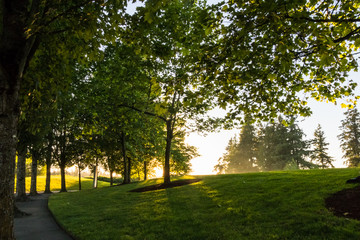 Fototapeta premium Sun through the trees