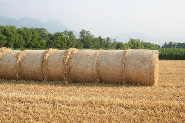 Balle di fieno secco su campo in estate 