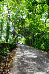 Fototapeta na wymiar Greenery landscape in Monsoon Goa