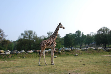 Giraffe in a park in Italy
