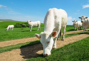 Obraz premium charolais en pâture