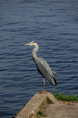 A big grey heron