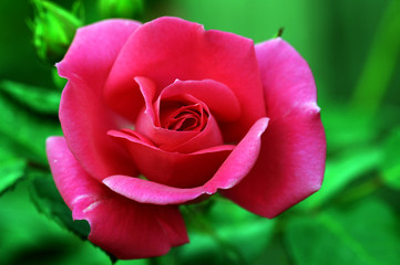 A rose is a woody perennial flowering plant of the genus Rosa, in the family Rosaceae, or the flower it bears. There are over a hundred species and thousands of cultivars.