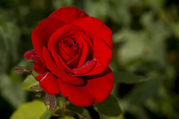 A rose is a woody perennial flowering plant of the genus Rosa, in the family Rosaceae, or the flower it bears. There are over a hundred species and thousands of cultivars.