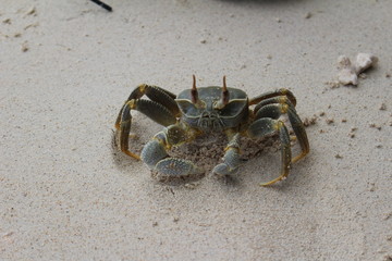 krab © Jolanta