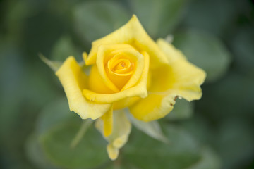 Obraz premium A rose is a woody perennial flowering plant of the genus Rosa, in the family Rosaceae, or the flower it bears. There are over a hundred species and thousands of cultivars.