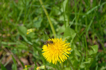 Bee on yellow flower
