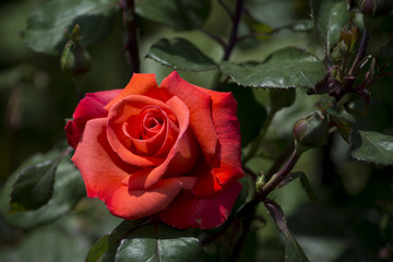 A rose is a woody perennial flowering plant of the genus Rosa, in the family Rosaceae, or the flower it bears. There are over a hundred species and thousands of cultivars.
