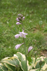 Fototapeta premium Pianta di Hosta in fiore nel giardino