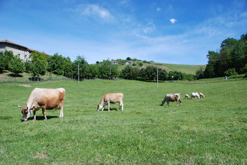 Cows grazing