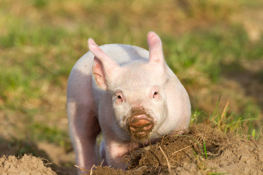 W&uuml;hlendes gl&uuml;ckliches Ferkel mit sandiger Schnauze