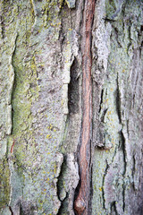 Tree Bark 