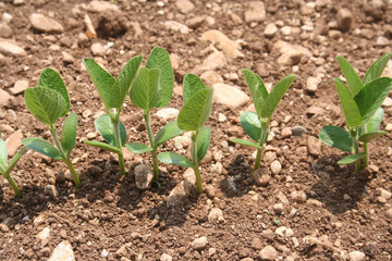 Giovani germogli di piante di Soia nel campo