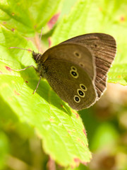 brown ringlet butterfly outside resting on leaf