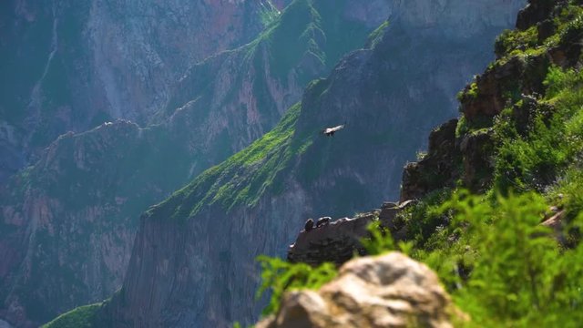 Arequipa Colca Canyon Peru