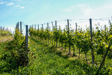 Vineyards of the Langhe