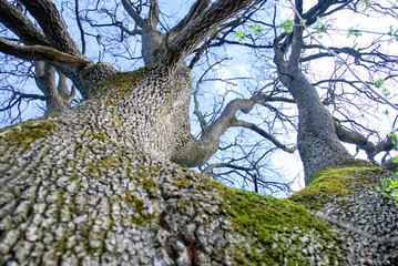 Detail of a majestic oak tree trunk