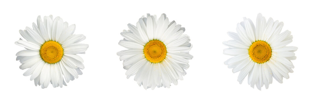 Isolated collage of chamomile flowers on white background