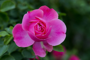 A rose is a woody perennial flowering plant of the genus Rosa, in the family Rosaceae, or the flower it bears. There are over a hundred species and thousands of cultivars.