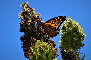 farfalla su fiore