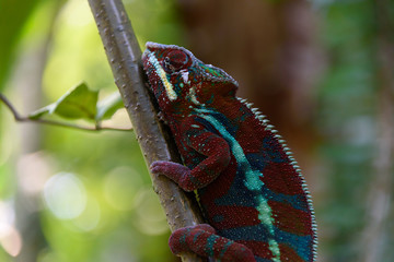 Chameleon