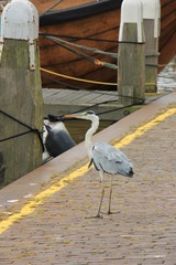 A big grey heron