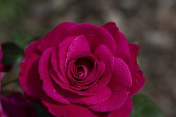 A rose is a woody perennial flowering plant of the genus Rosa, in the family Rosaceae, or the flower it bears. There are over a hundred species and thousands of cultivars.