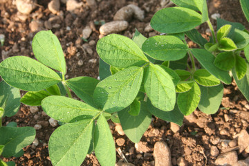 Giovani germogli di piante di Soia nel campo