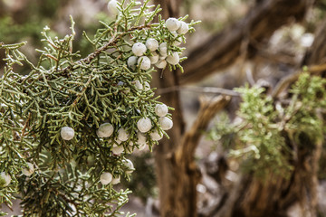Zion National Park Utah