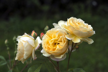 A rose is a woody perennial flowering plant of the genus Rosa, in the family Rosaceae, or the flower it bears. There are over a hundred species and thousands of cultivars.